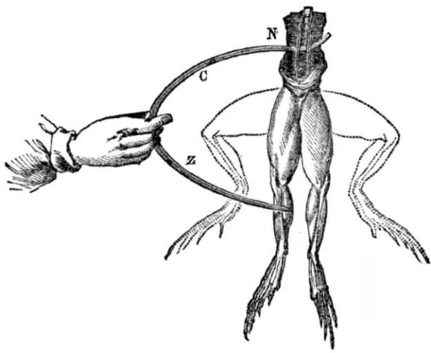Illustration of Luigi Galvani’s experiment showing frog’s legs twitching from contact with metals, demonstrating galvanism.